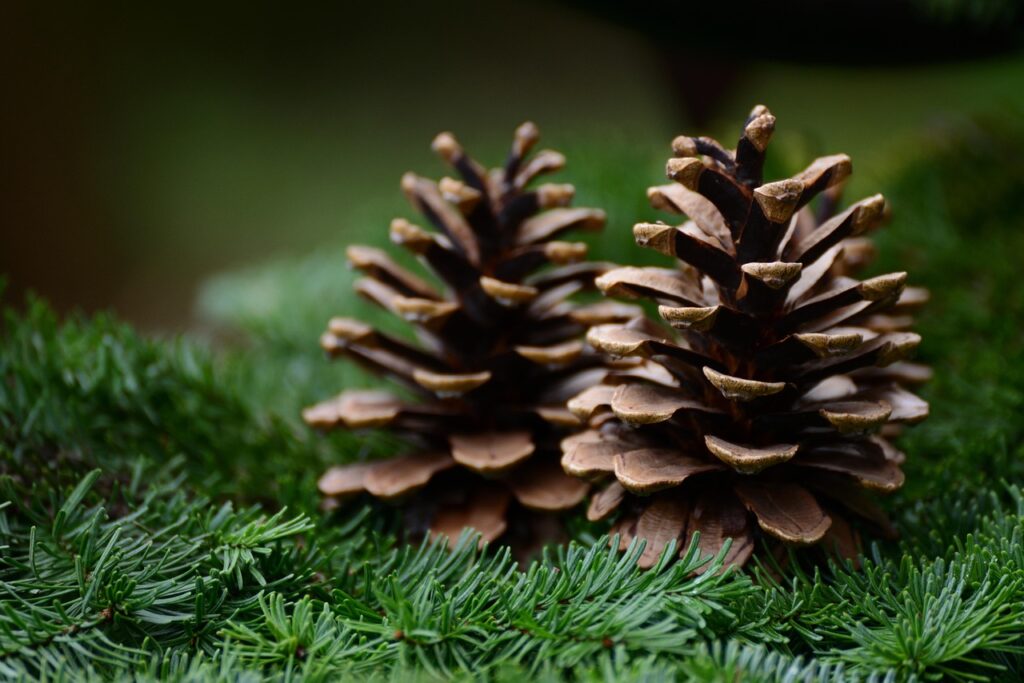 pine cone, fir green, fir branch, pine cone, pine cone, pine cone, pine cone, pine cone