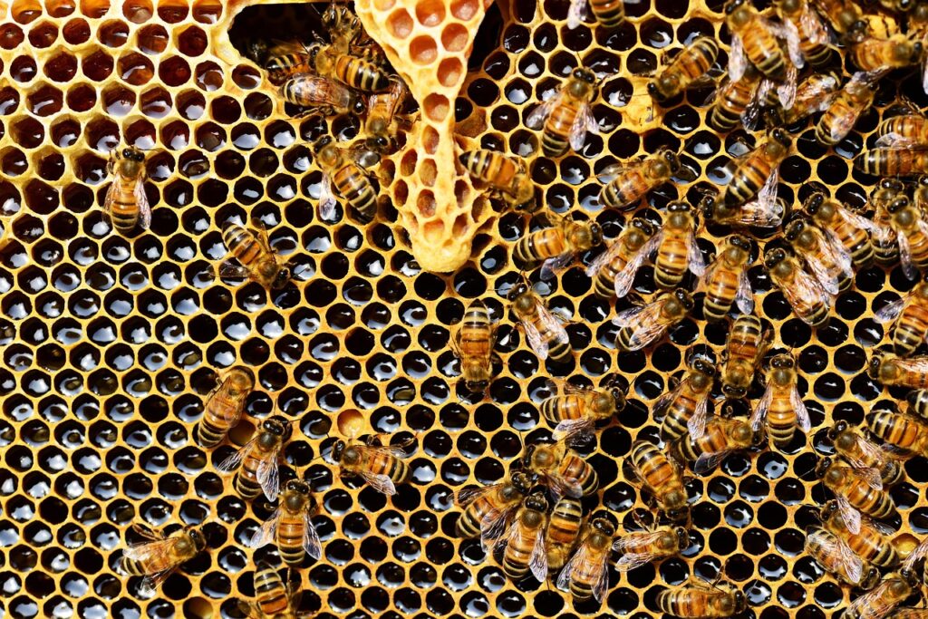 honey bees, insects, hive, bees, beekeeping, hymenoptera, worker bees, colony, apis mellifera, beehive, capping honey, close up, bees, bees, bees, bees, bees, beehive